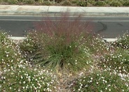 Muhlenbergia capillaris 'Regal Mist'