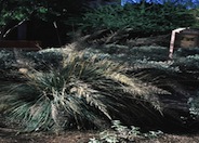 Muhlenbergia emersleyi 'El Toro'