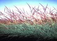 Muhlenbergia rigida 'Nashville'