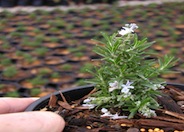 Rosemary Huntington Carpet