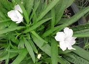 Ruellia brittoniana 'Blanca'