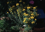 Tagetes lucida