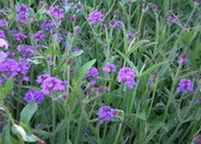 Prairie Verbena, Sandpaper V.