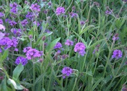 Verbena rigida