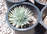 Yucca baileyi