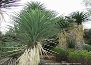 Yucca decipiens