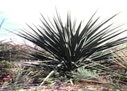 Yucca grandiflora