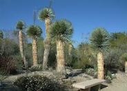 Yucca rostrata