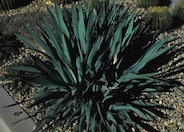 Yucca rupicola