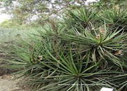 Yucca schidigera