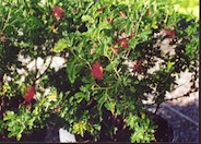 Calliandra 'Maricopa Red'