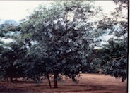 Eucalyptus microtheca 'Blue Ghost'