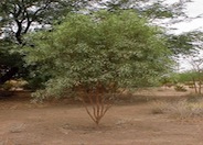 Connavittra Wattle