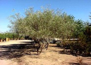 Acacia coriacea