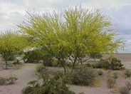 Sonoran Palo Verde, 'AZT'