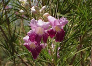 Chilopsis linearis 'AZT Bi-Color'