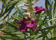 Chilopsis linearis 'AZT Desert Amethyst'