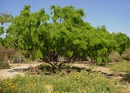 Prosopis glandulosa thornless 'AZT'