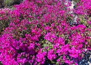 Bougainvillea spectablis 'Temple Fire'