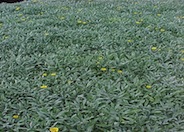 Trailing Gazania