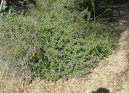 Ruellia californica