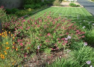 Autumn Sage