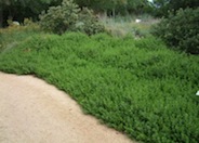 Baccharis pilularis 'Pigeon Point'