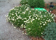 Gazania 'Trailing White'