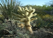 Cylindropuntia bigelovii