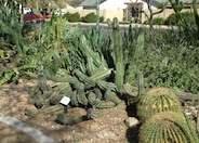 Stenocereus stellatus