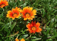 Gazania 'Fiesta Red'