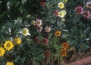 Gazania hybrids