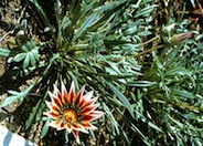 Gazania rigens leucolaena 'Sunburst'