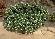 Lantana montevidensis 'White'