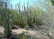 Pachycereus schottii
