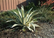 Agave americana var. medio-picta