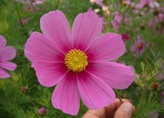 Cosmos bipinnatus