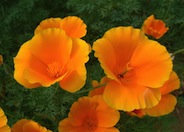 Eschscholzia californica