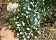 Nemophila maculata