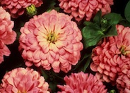 Zinnia elegans x angustifolia