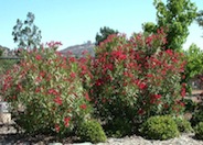 Nerium oleander