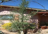 Bursera microphylla