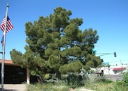 Pinus halepensis