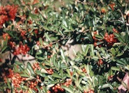 Pyracantha koidzumii