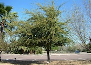 Quercus virginiana