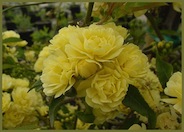 Rosa banksiae 'Lutea'