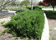 Rosemary