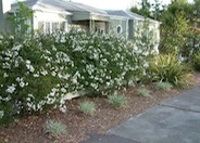 Solanum jasminoides