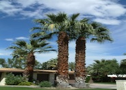 Washingtonia filifera