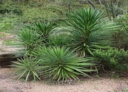 Yucca aloifolia